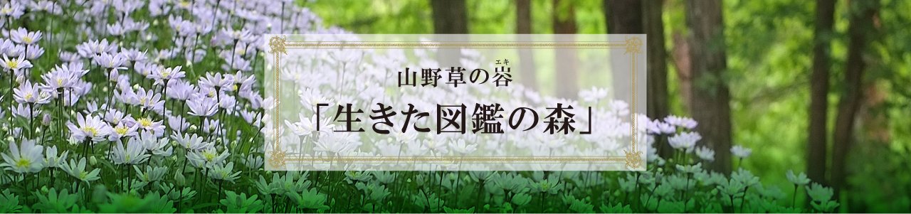 山野草のエキ「生きた図鑑の森」
