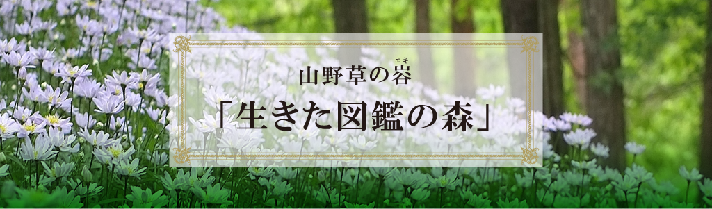 山野草のエキ「生きた図鑑の森」