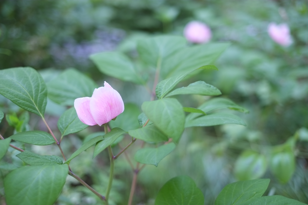 ベニヤマシャクヤク