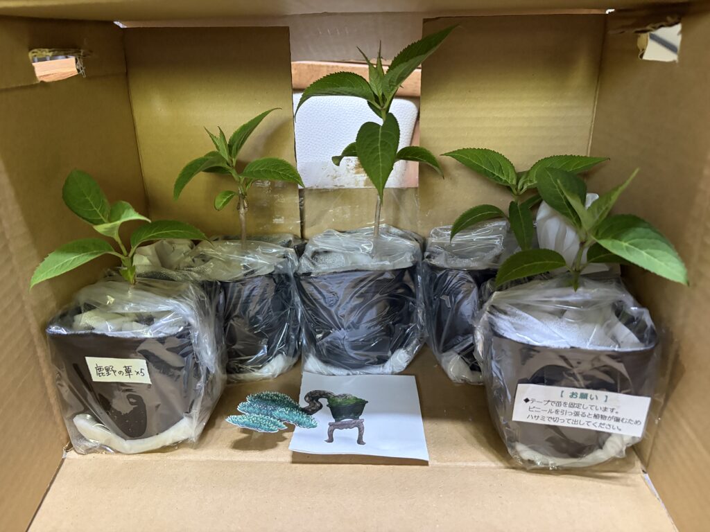 「鹿野の華」の苗